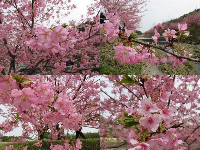 東大山の河津桜：見頃を迎えていた河津桜の花々