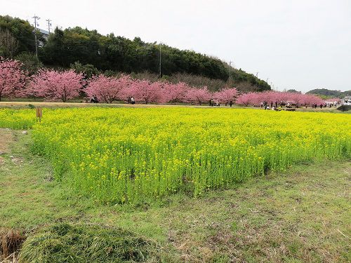 東大山の河津桜と菜の花