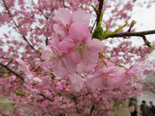 東大山の河津桜を近づいて眺めた様子