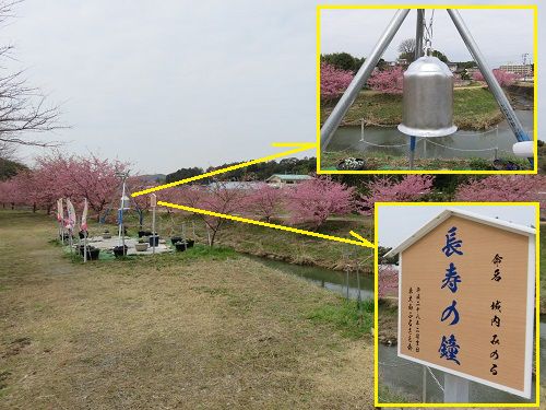 東大山の河津桜と長寿の鐘の競演