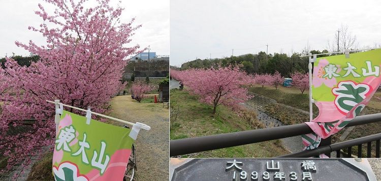 東大山の河津桜並木の端「大山橋」から望んだ桜景色