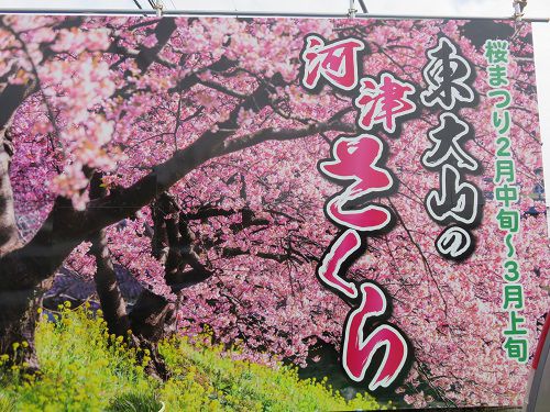東大山の河津桜と菜の花のツーショット看板