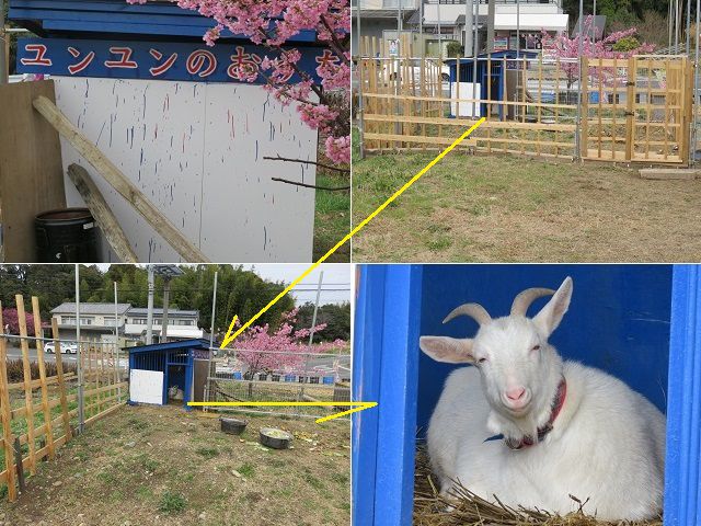 東大山の河津桜：臨時駐車場の片隅にいたヤギのユンユン