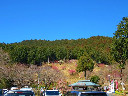 奥山高原の昇竜しだれ梅：駐車場から眺めた梅園景色