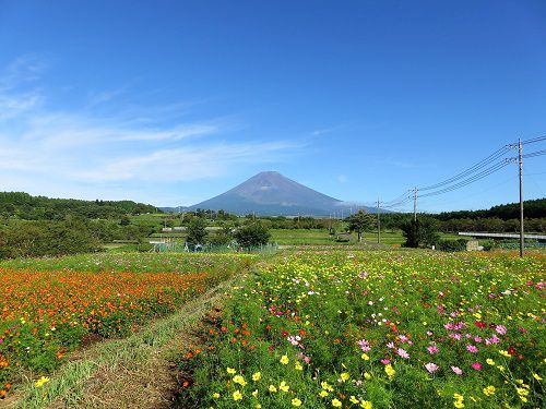 すそのパノラマロードのコスモス（２０１９年）：富士山とコスモス