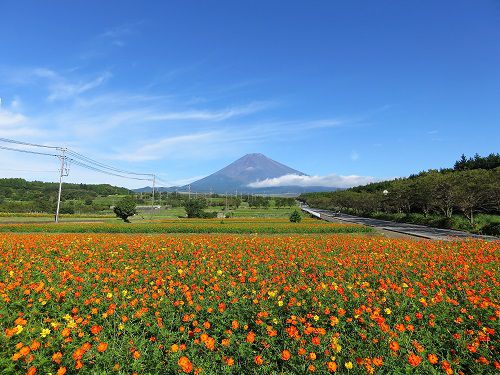 すそのパノラマロードのコスモス（２０１９年）：富士山とコスモスの競演