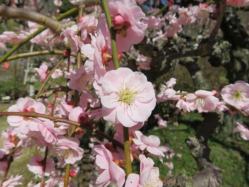 奥山高原の昇竜しだれ梅：ピンクの梅の花