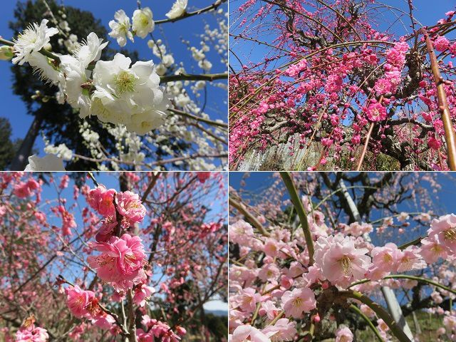 奥山高原の昇竜しだれ梅：白梅、紅梅、ピンク色の梅の花を近寄って眺めた様子