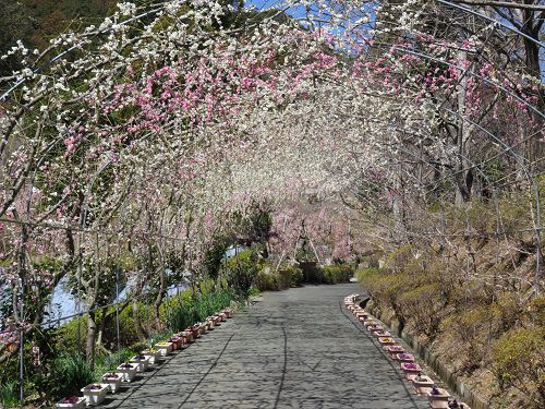奥山高原のしだれ梅の花トンネル（受付ゲート出てすぐ）