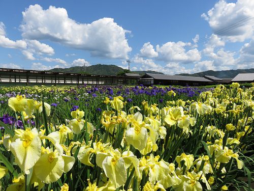 加茂荘花鳥園の花菖蒲園：見頃を迎えていた黄色い花菖蒲の数々