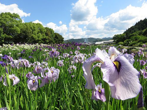 加茂荘花鳥園の花菖蒲園：薄紫系の花ショウブ
