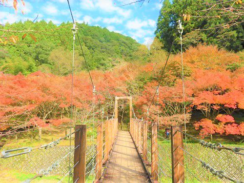 滝ノ谷不動峡、紅葉：吊り橋
