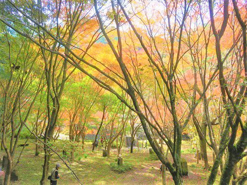 滝ノ谷不動峡、紅葉：木々の彩り