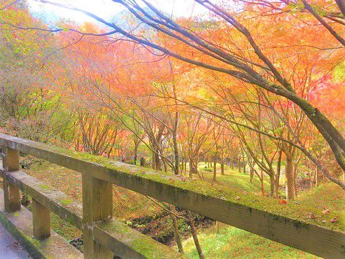 滝ノ谷不動峡、紅葉：木道からの眺め