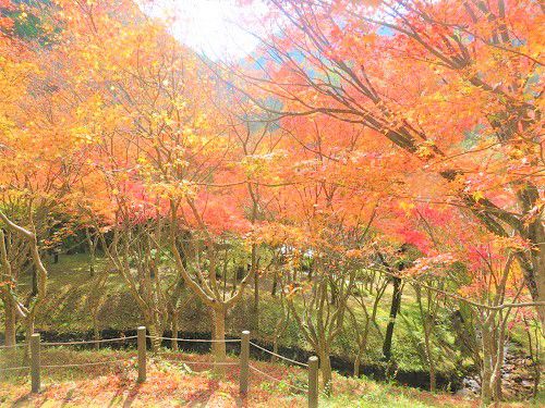 滝ノ谷不動峡、紅葉：散策路からの眺め