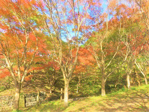 滝ノ谷不動峡、紅葉：木々の彩り２