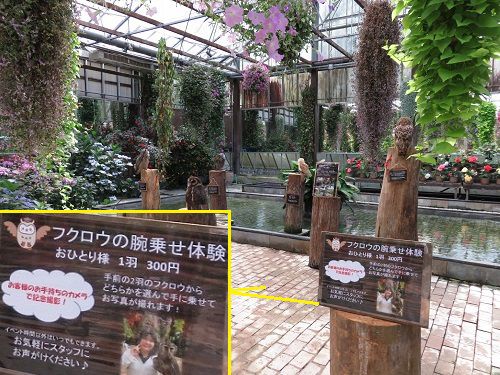 加茂荘花鳥園のフクロウ展示場所の様子