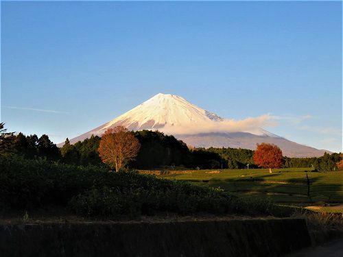 富士山ビュー：大淵笹場からの富士山