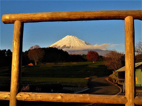 富士山ビュー：大淵笹場からの富士山３