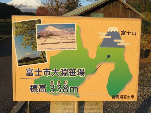 富士山ビュー：大淵笹場からの富士山（標高３３８ｍ）