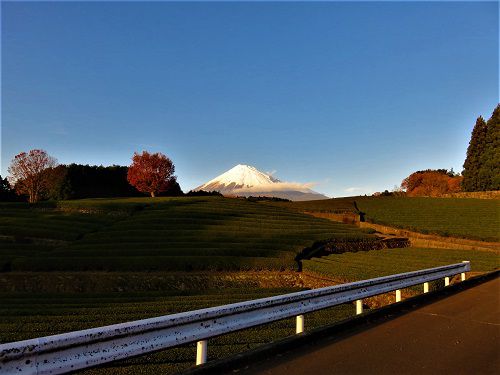 富士山ビュー：大淵笹場からの富士山４