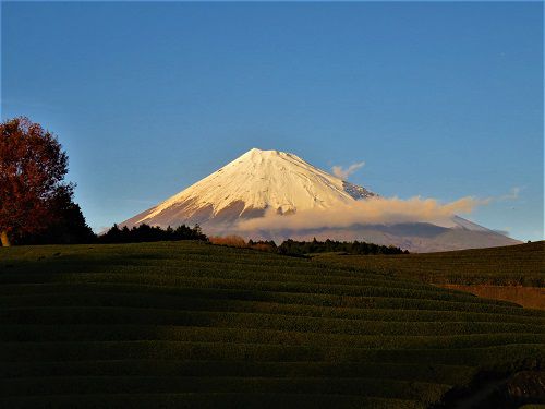富士山ビュー：大淵笹場からの富士山（ズーム）