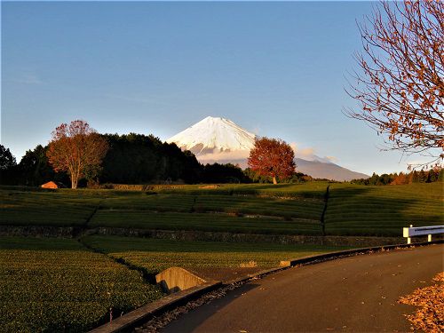 富士山ビュー：大淵笹場からの富士山２