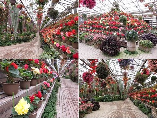 富士花鳥園の屋内での花の彩り