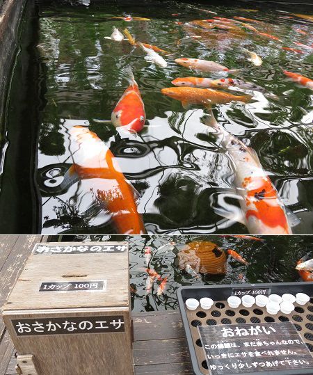 富士花鳥園にて水を泳いでいた鯉