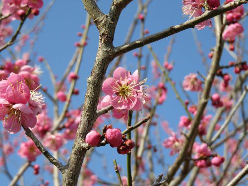 梅の里の梅園：ピンクの梅の花