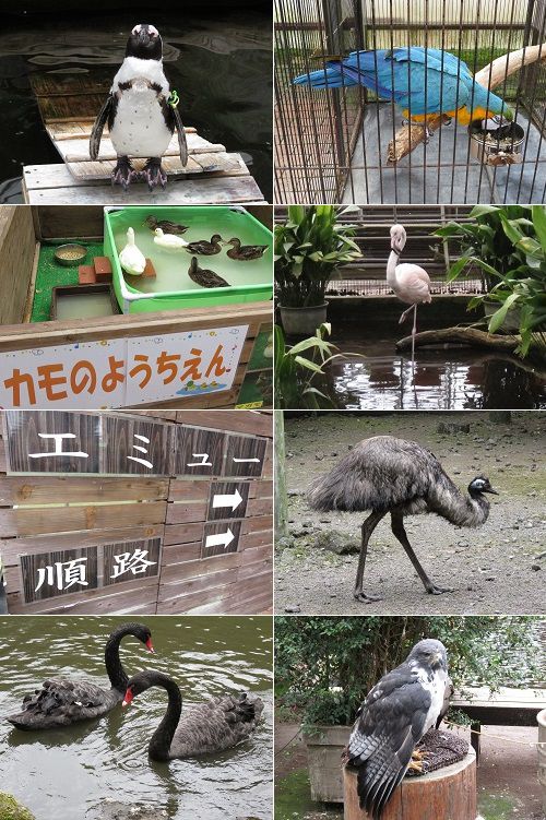 富士花鳥園のエミュー、鴨、ペンギンの様子