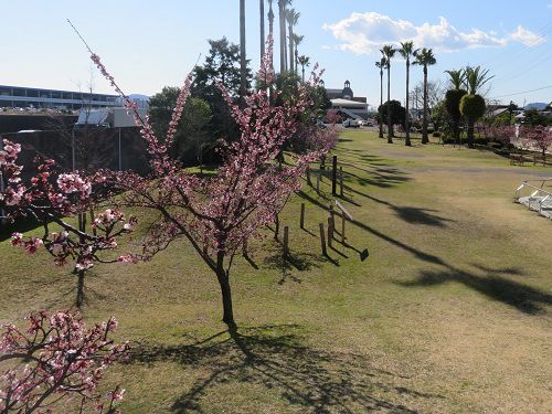 清水清見潟公園付近、薄寒桜（興津地区）：図書館方向