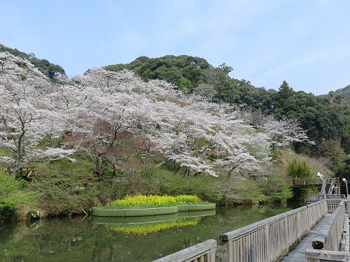 奥山公園の桜：夢の浮橋から眺めた山肌に咲く桜の数々