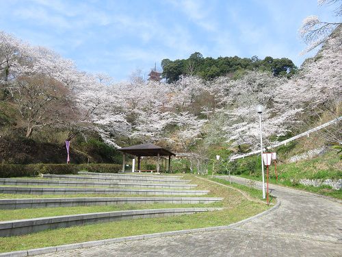 奥山公園の桜：見頃を迎えていた桜の様子