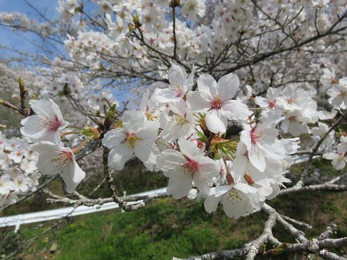 奥山公園の桜：近寄って眺めた桜
