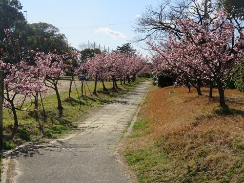 清水清見潟公園付近、薄寒桜（興津地区）：桜並木