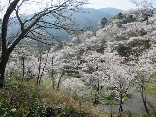 奥山公園の桜：見頃を迎えていた桜