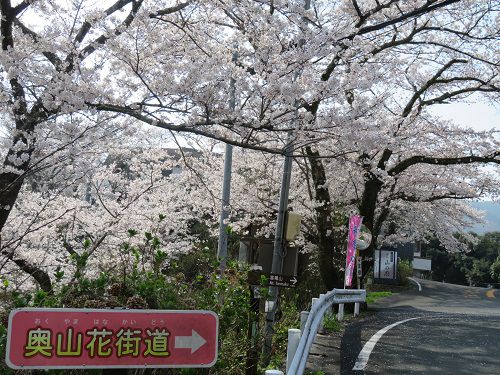 奥山公園の桜：奥山花街道への誘導看板（桜が満開を迎えていました）