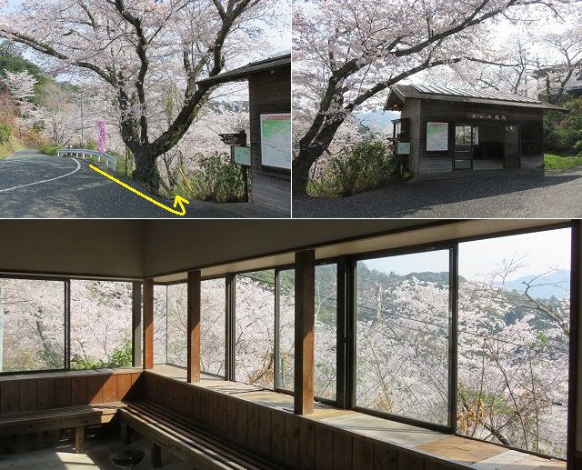 奥山公園の桜：休憩所から望んだ桜景色
