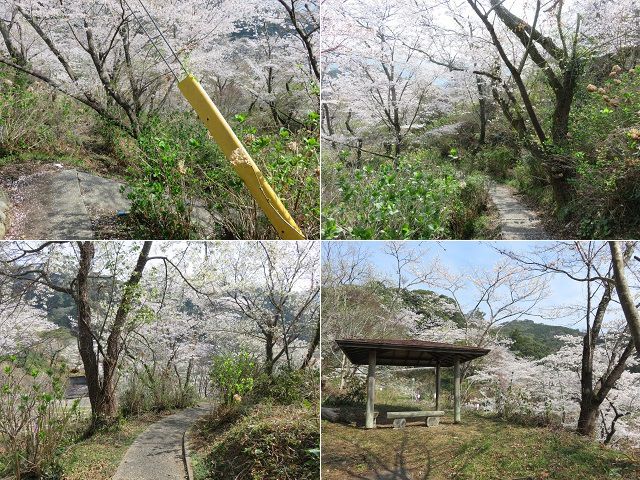 奥山公園の桜：散策路にて満開を迎えていた桜