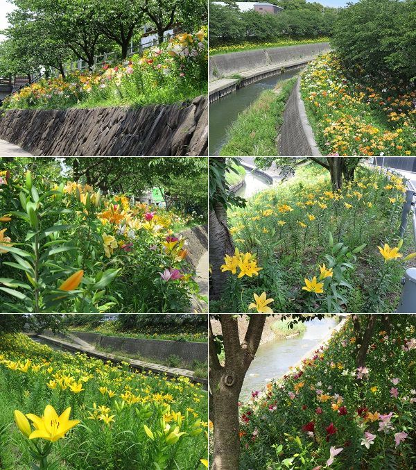 逆川沿いのユリ：咲き誇っていたユリの花々を選んでお伝えしています