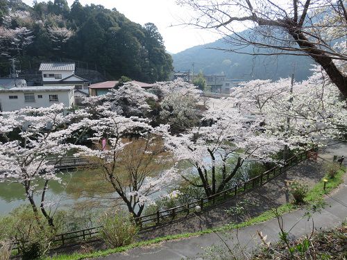 奥山公園の桜：夢の浮橋と桜の競演