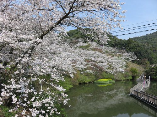 奥山公園の桜