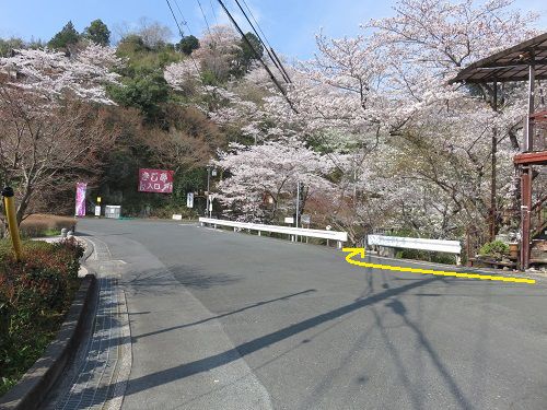 奥山公園の桜：夢の浮橋への道のり
