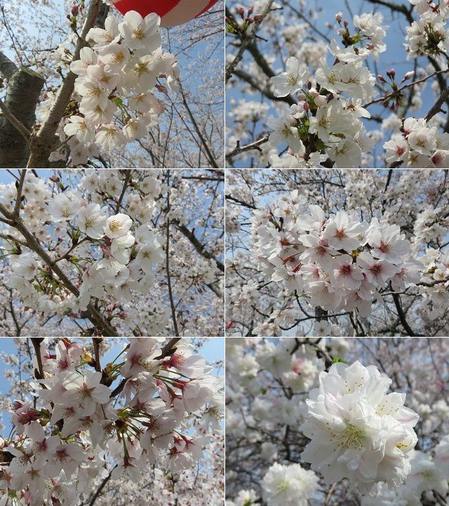 都田川桜堤の見頃を迎えていた桜の花々を近寄って眺めた様子