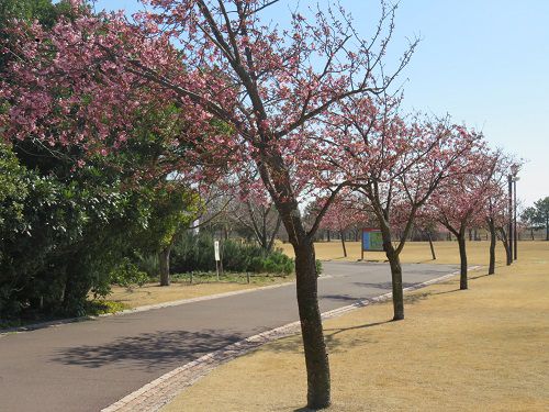 吉田公園、河津桜【吉田町】：桜と散策路