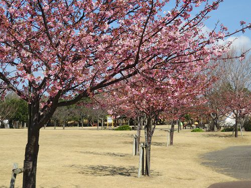 吉田公園、河津桜【吉田町】：芝生広場の桜