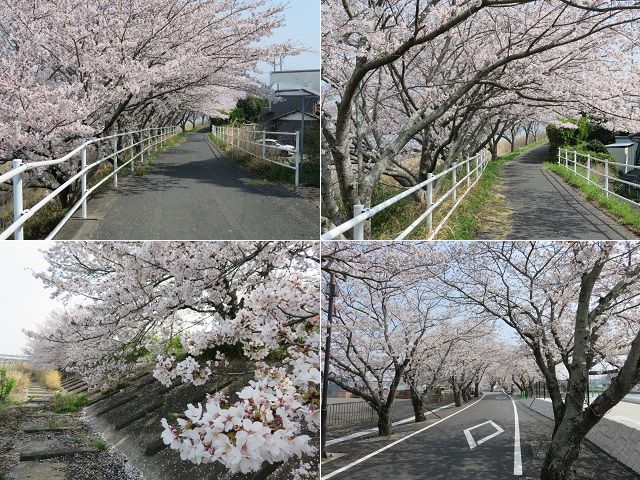 都田川桜堤の桜樹が満開を迎え、張り出した枝が桜アーチのようになっていました。
