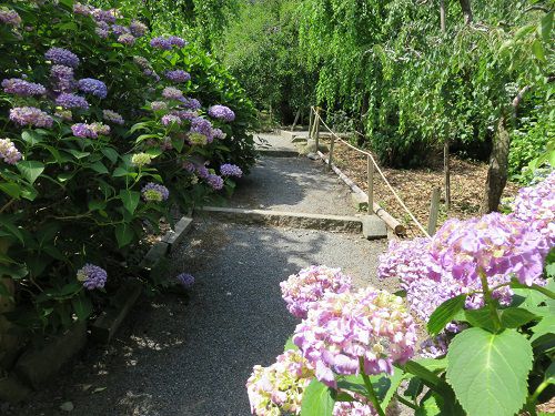 龍尾神社の紫陽花
