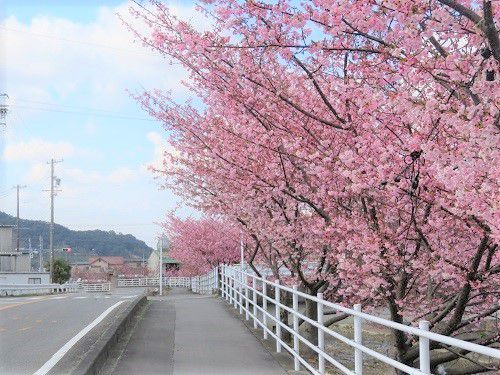 坂口谷川沿い、河津桜【牧之原市】：桜並木PART２